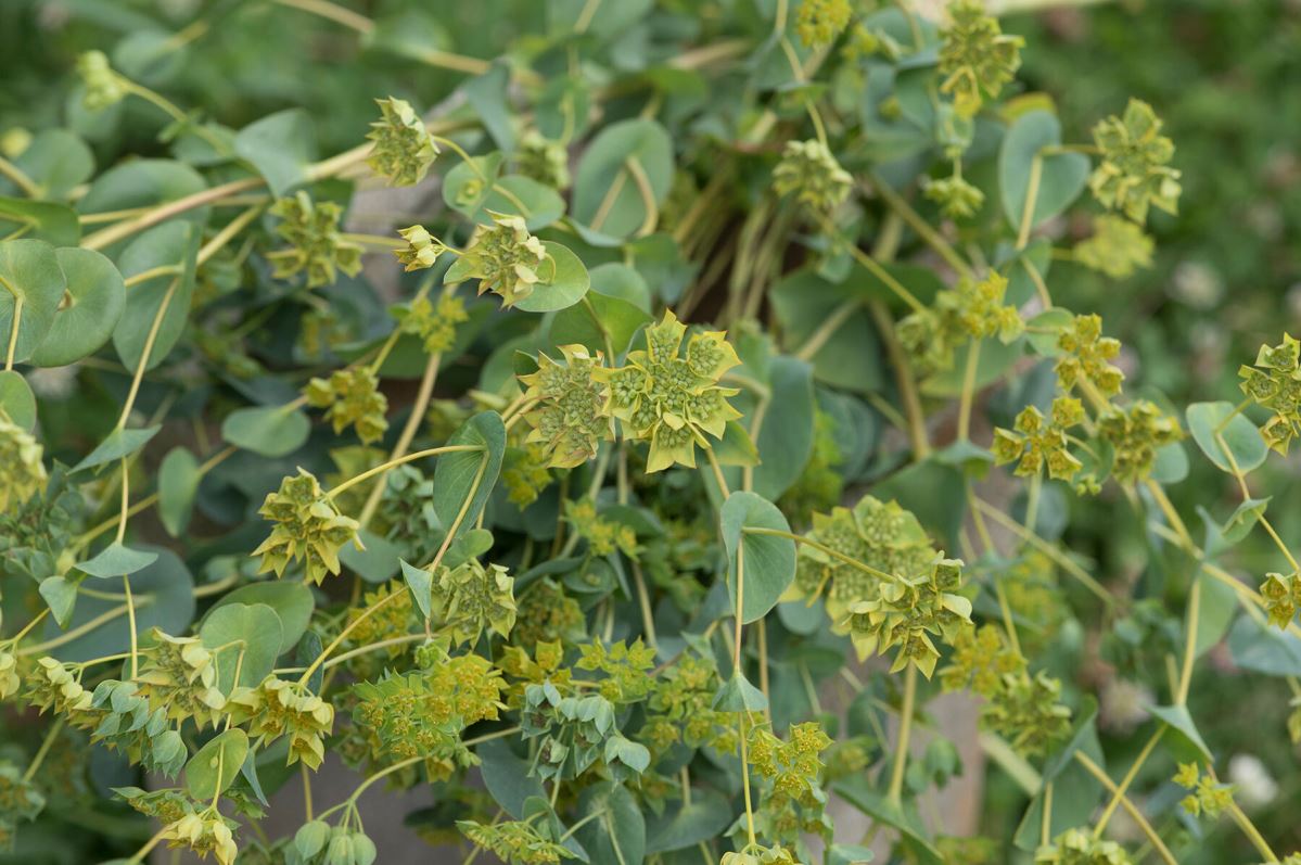 Green Gold – Bupleurum Seed